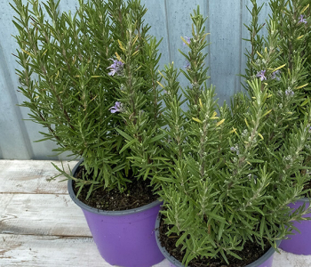 Розмарин Simply Herbs