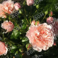 Роза флорибунда Twiggy’s Rose