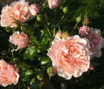 Роза флорибунда Twiggy’s Rose