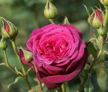 Роза чайно-гибридная Johann Wolfgang von Goethe (TANTAU)
