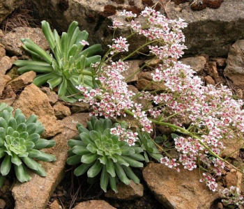 Камнеломка котиледон Southside Seedling