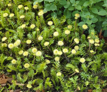 Лептинелла шероховатая