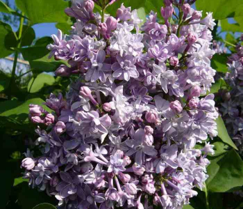 Сирень обыкновенная General Pershing