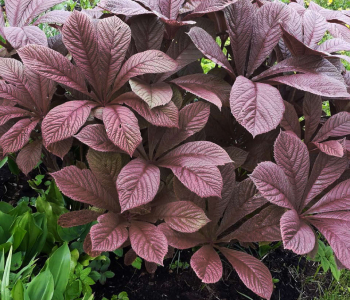 Роджерсия перистая Chocolate Wings