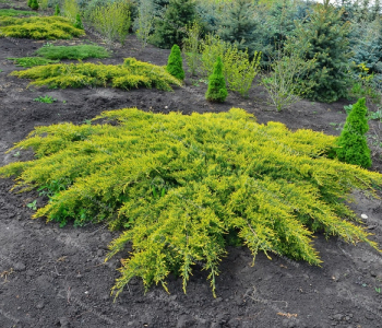 Можжевельник средний Pfitzeriana Aurea