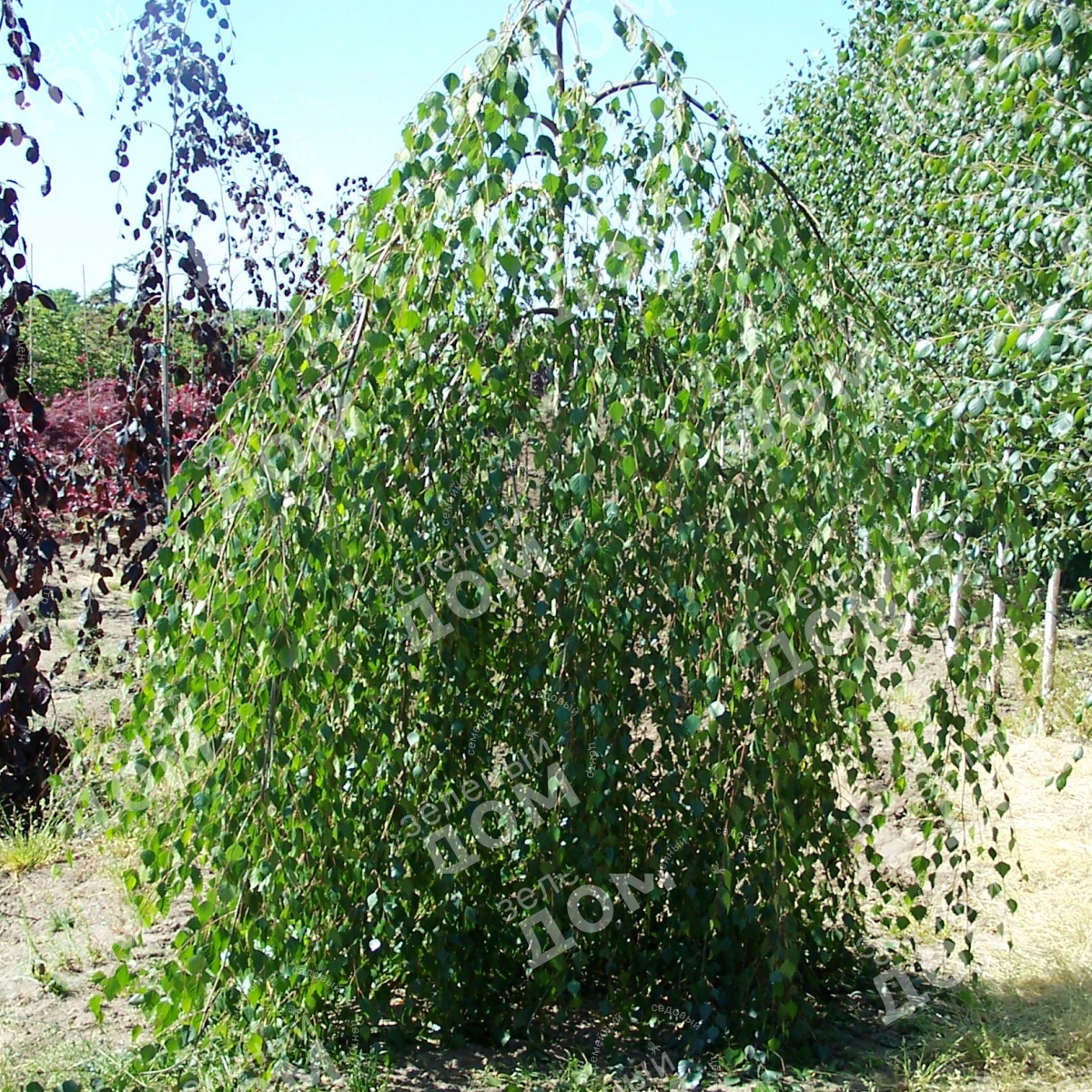 Где купить березку. Береза повислая Юнги Betula pendula Youngii. Береза Пендула Юнги. Береза повислая Betula pendula “Youngii”. Береза плакучая Youngii.