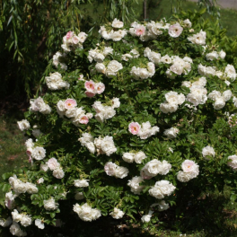 Роза морщинистая Polareis