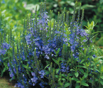 Вероника австрийская