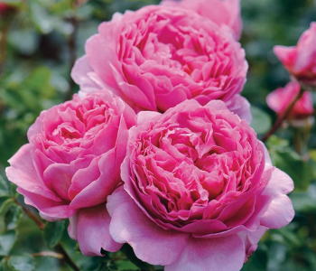 Роза английская Princess Alexandra
