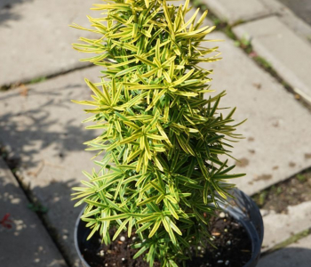 Тис ягодный David