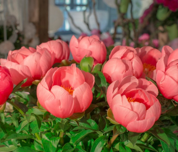 Пион молочноцветковый Lovely Rose