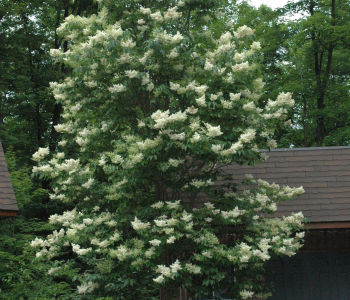 Сирень японская Ivory Silk