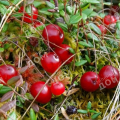 Клюква Red Star