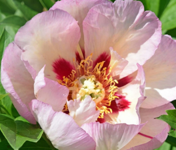 Пион ИТО-гибрид Pastel Splender