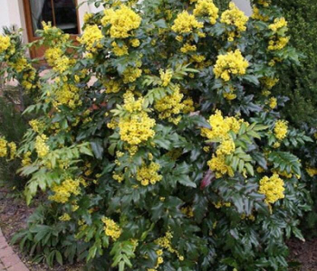 Магония падуболистная