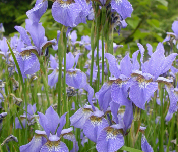Ирис сибирский Perry's Blue