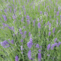 Лаванда узколистная Essence Purple