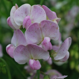 Чина широколистная Pink Pearl
