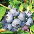 Голубика садовая Chandler