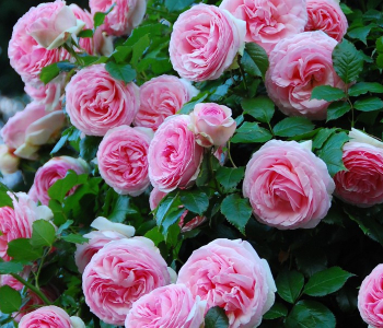 Роза плетистая Pierre de Ronsard (Meilland)