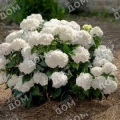 Гортензия крупнолистная Endless Summer DreamCloud