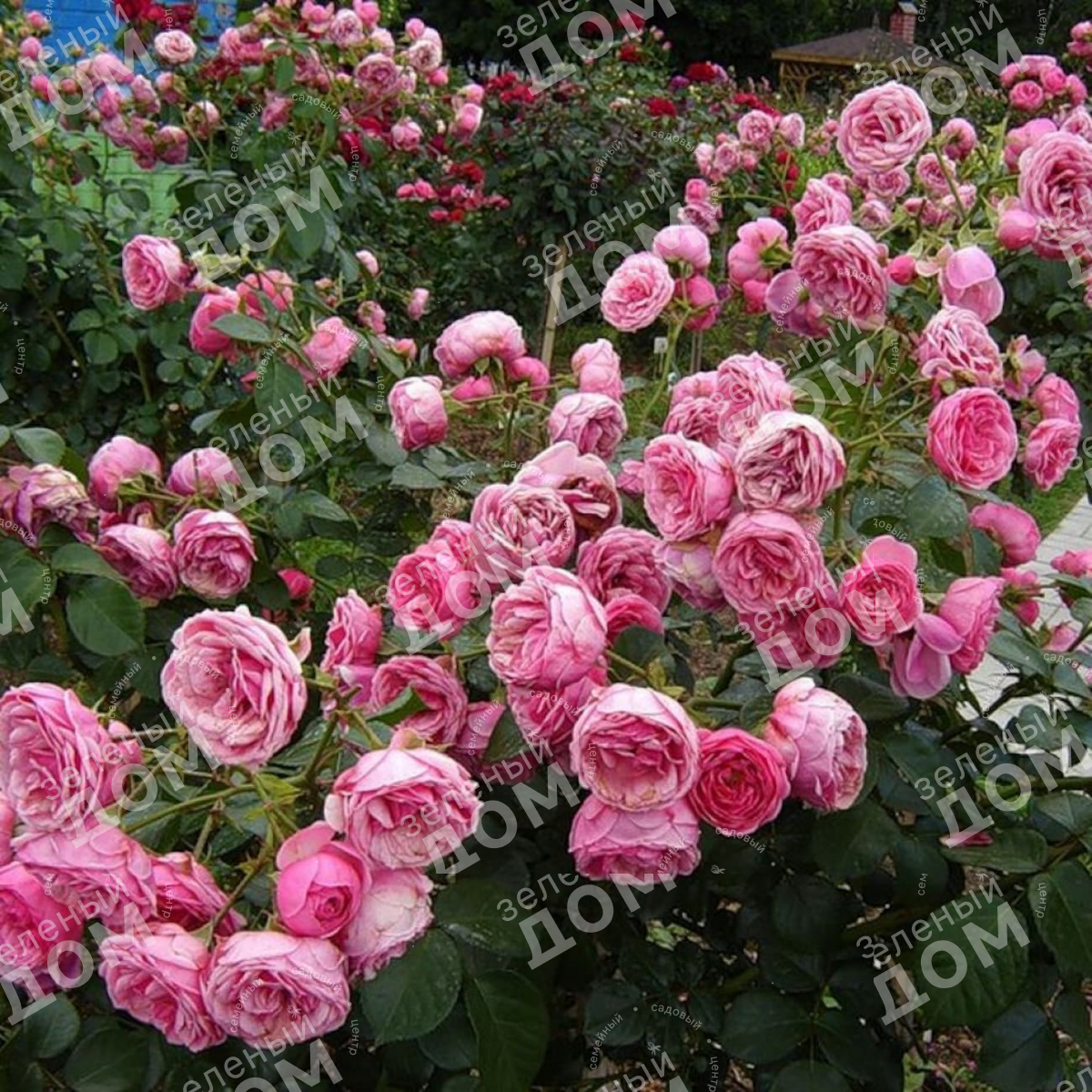 Роза флорибунда Pomponella (Kordes)