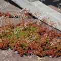 Очиток белый Coral Carpet