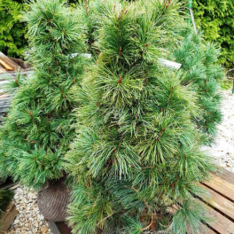 Сосна кедровый стланник Chlorocarpa