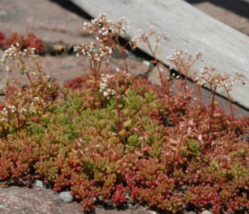 Очиток белый Coral Carpet