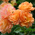 Роза плетистая Westerland (Kordes)