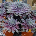 Молодило Purple Quartz