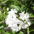 Рододендрон листопадный Whitethroat