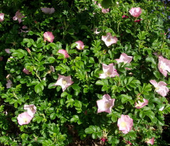 Роза морщинистая Dagmar Hastrup