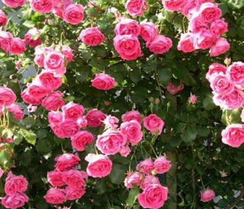 Роза плетистая Pink Cloud