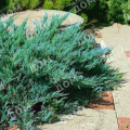 Можжевельник казацкий Blue Danube