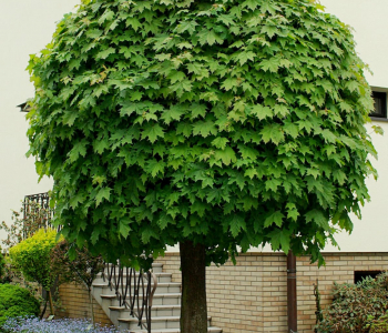 Клен остролистный Globosum