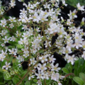 Камнеломка котиледон Pyramidalis