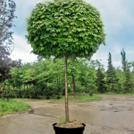 Липа мелколистная Green Globe Шар