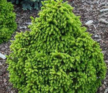 Ель обыкновенная Barryi