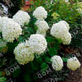 Гортензия древовидная Incrediball