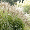 Мискантус китайский Herman Mussel