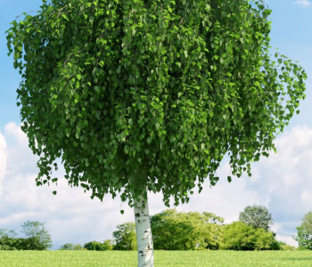 Береза повислая Шар