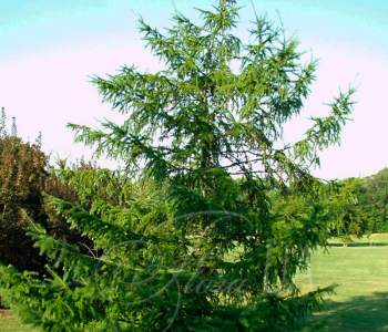Лиственница Кэмпфери Bonsai
