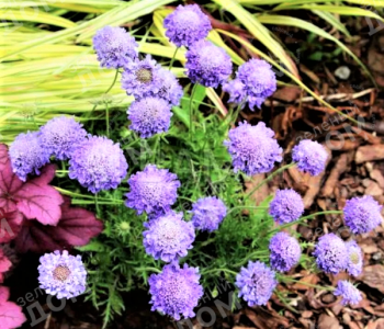 Скабиоза японская Ritz Blue