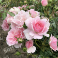 Роза флорибунда Bonica 82 (Meilland)