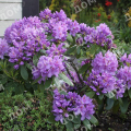 Рододендрон гибридный Purpureum Grandiflorum