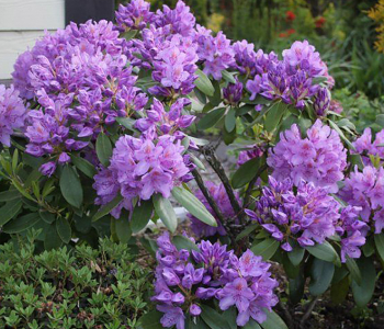 Рододендрон гибридный Purpureum Grandiflorum