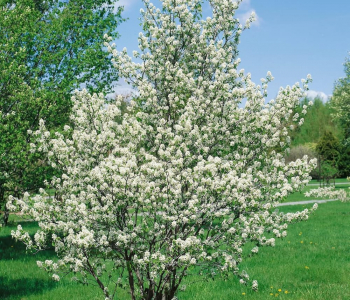 Ирга колосистая