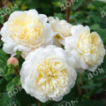 Роза чайно-гибридная Rosemantic Cream