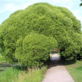 Ива ломкая Bulata